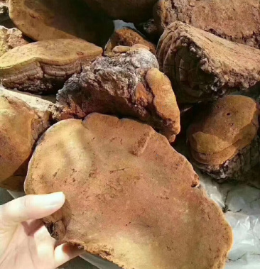 野生桑黄桑黄马蹄老挝野生桑黄