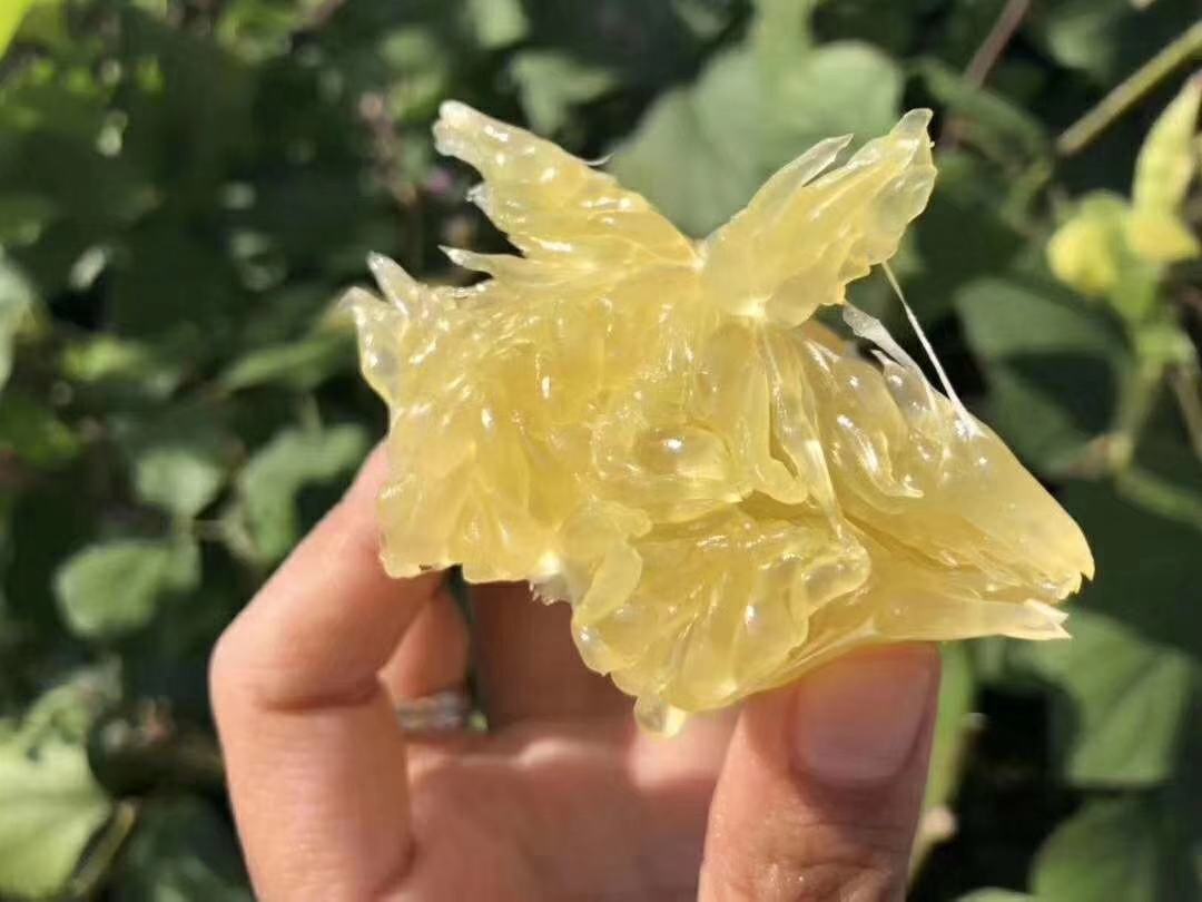 一位女性手持半个去皮的红色葡萄柚，正准备咬下一口，背景为明亮的厨房台面，旁边放着一把水果刀和一片切好的果肉，整体氛围健康自然