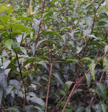 [苦丁茶苗批发]四川筠连小叶苦丁茶一年苗20公分起苗,不分大小价格0.