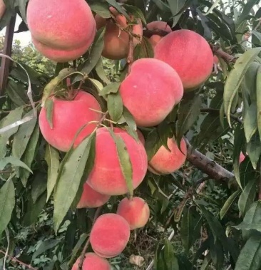 [蜜桃苗批发]【桃树苗】热卖 红仙脆桃苗果个大 口感蜜甜品质好基地