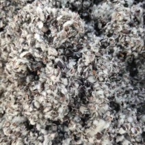 河北邯郸邢台衡水沧州市棉籽壳玉米芯颗粒棉渣废棉稻草谷壳