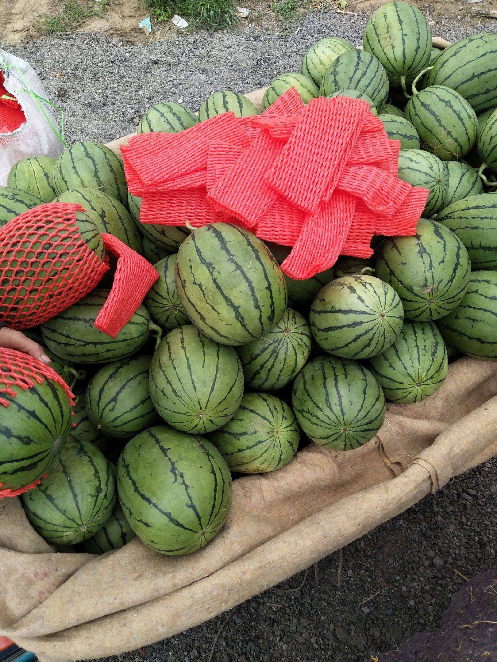 [全美2k西瓜批发]【精品推荐】2k西瓜山东潍坊牛奶小西瓜大量上市可