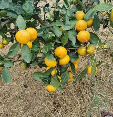 [蜜橘批发]由良蜜桔新品种高糖柑橘价格3.90元/斤 - 一亩田