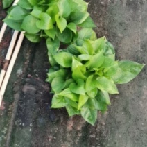 110绿萝长期大量现货，价格美丽质量保真，欢迎各位老板来