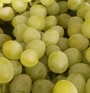 泽山一号葡萄九月白玫瑰葡萄量产地直供,量大质优