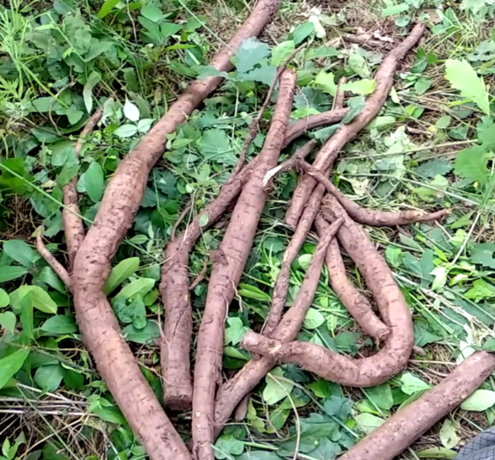 一株野生葛根的地上茎叶部分,展示典型的三出复叶结构。三片菱形小叶从同一叶柄分出,中间小叶最大,两侧略小。叶片表面深绿光滑,背面浅绿带细绒毛,叶缘有粗锯齿,叶脉清晰呈羽状分布。背景为林下腐殖土环境,周围可见攀援茎缠绕灌木 野生葛根三出复叶特写