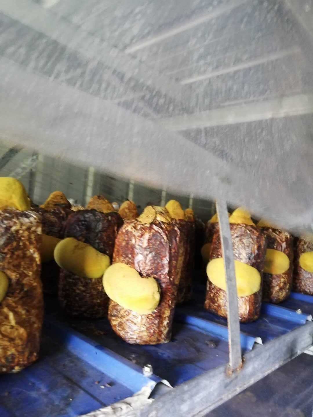 [桑黄菌种批发]桑黄菌种,室内室外均可种植,人工桑黄种植管理轻松见效