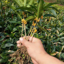桂花树苗金桂银桂四季桂丹桂八月桂花小苗