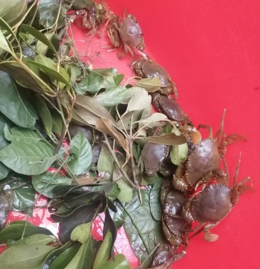 [批发]恩平青蟹苗出售,人工捉青蟹苗价格3.30元/棵 - 一亩田