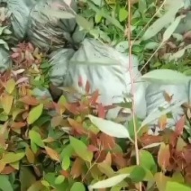 桉树苗。29号苗K3号苗