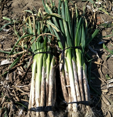 长白大葱 毛葱 3cm左右 40cm以上