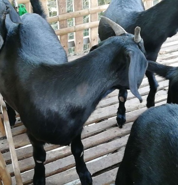 川中黑山羊黑黄麻俺公出售