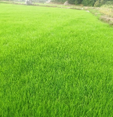 四川成都基地混播四季青草坪冷季草坪大量出售