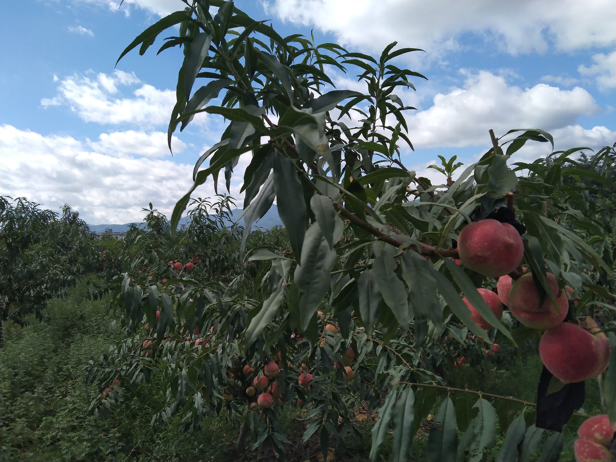 红不软桃果园实景