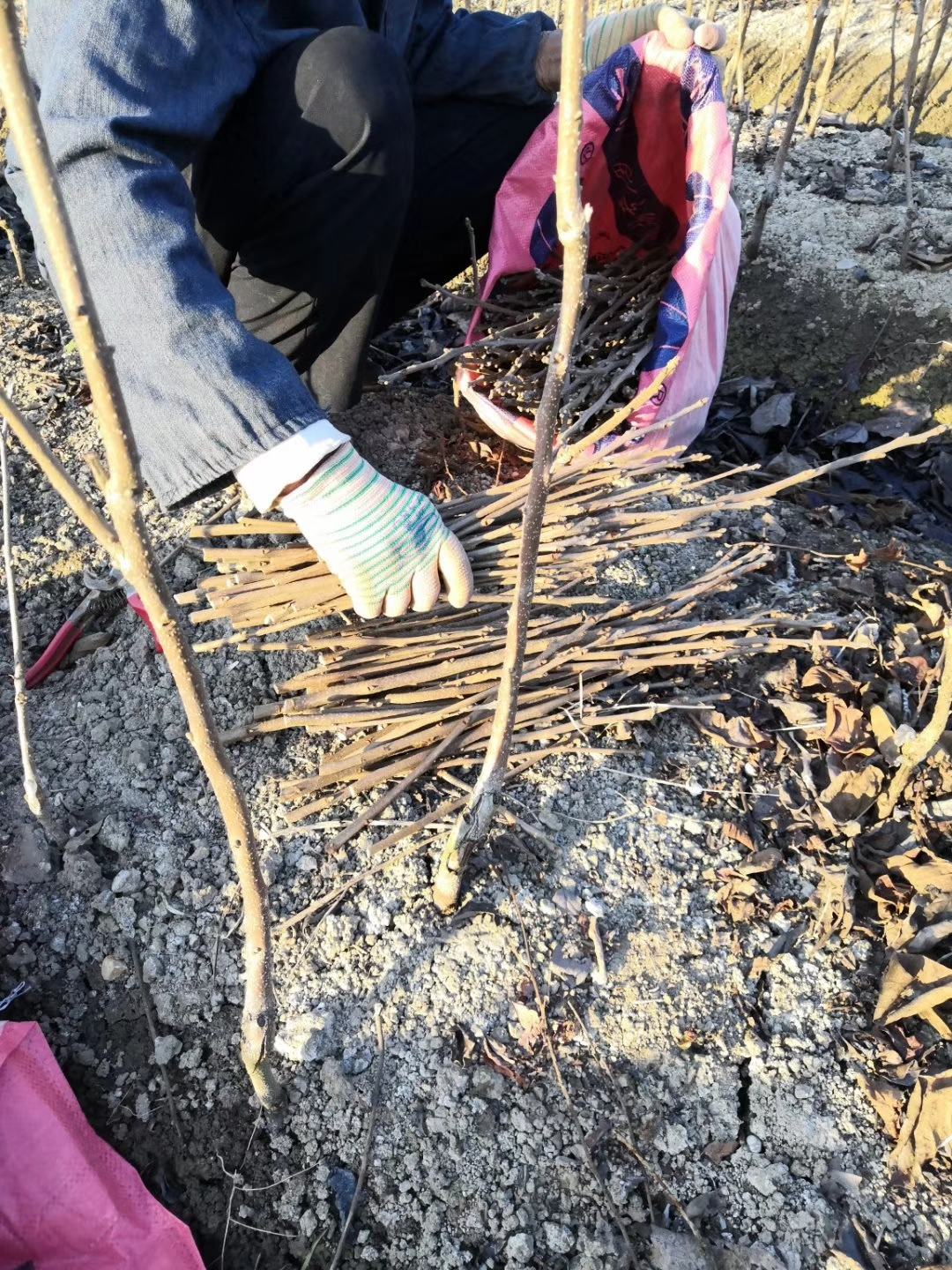 正宗鸟柿嫁接太秋甜柿接穗条 直剪直发 发顺丰快递