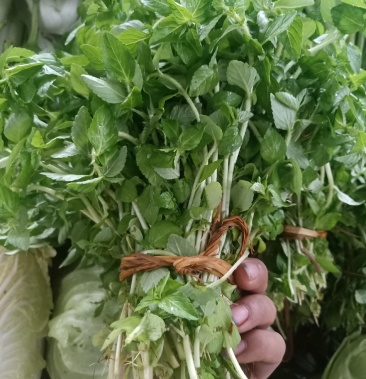 云南普洱水香菜_新鲜疏菜餐厅食材_煮吃炒牛肉凉拌都行