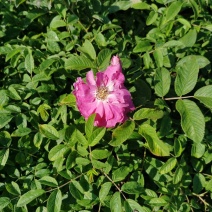 冷香玫瑰小苗耐寒玫瑰花观赏效果好实地看苗订购