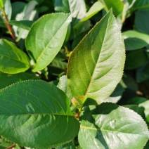 黑果腺肋花楸小苗果实大结果高产用途广泛量大从优