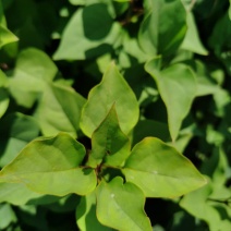 紫丁香小苗植株粗壮价格合理大叶丁香花灌木实地看苗