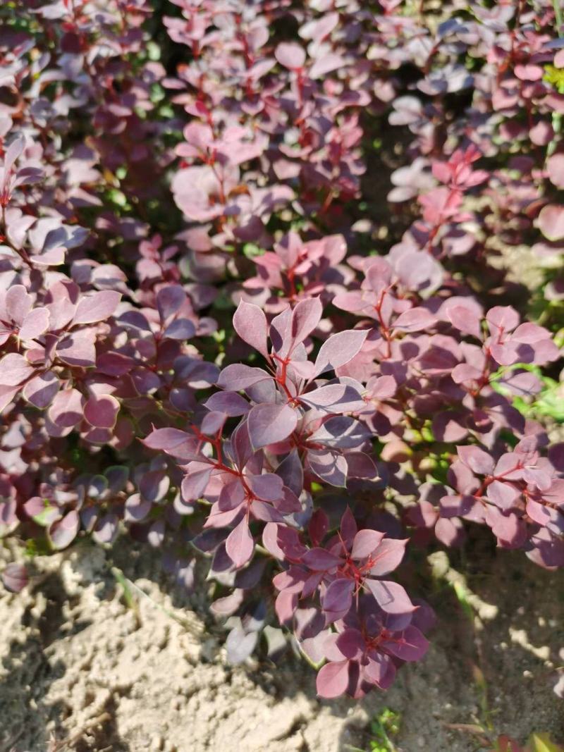 紫丁香小苗 植株粗壮 价格合理 大叶丁香花灌木 实地看苗