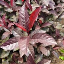 紫叶矮樱耐寒花灌木东北紫叶矮樱实地看苗订购