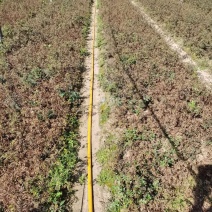黄刺玫小苗刺玫花扦插苗耐寒抗旱花灌木实地看苗订购