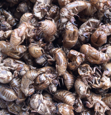 蝉蜕 金蝉知了壳 规格齐全 产地直销