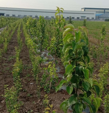 绿化彩叶苗木彩叶豆梨秋火焰