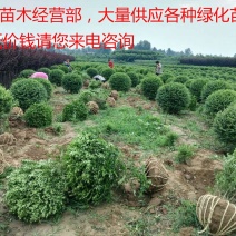 小叶女贞球种植基地海量现货销售中冠幅圆满球形好