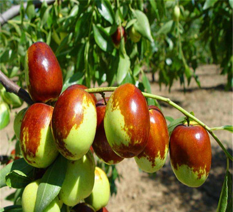 冬枣幼果期叶片与果实状态