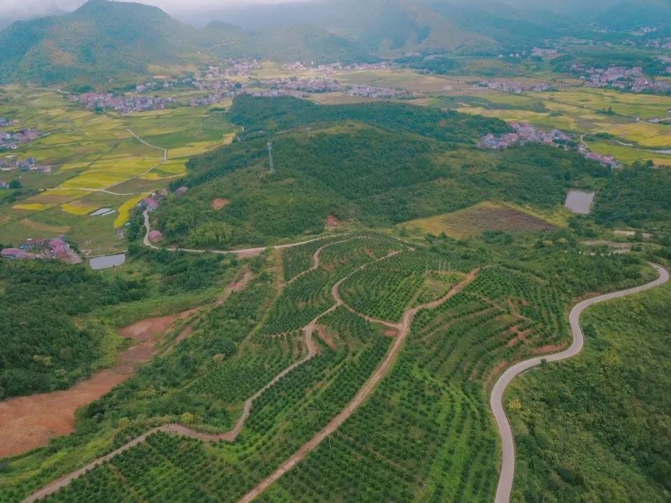 福建平和三红蜜柚果园航拍
