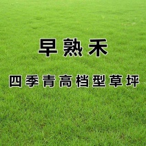 早熟禾草坪种子四季青草籽耐践踏庭院耐寒