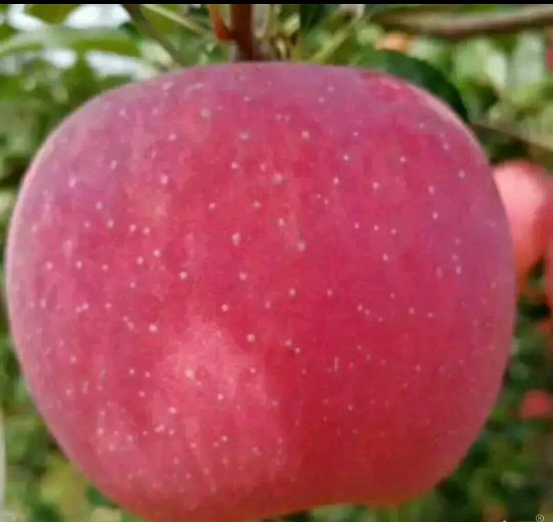 红玫瑰苹果特写