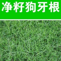 进口狗牙根草坪种子巴根草种籽四季常青护坡固土草籽耐旱