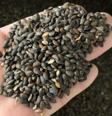 黄柏种子新采黄菠萝种子黄檗种子黄柏树苗种子元柏川黄柏种子