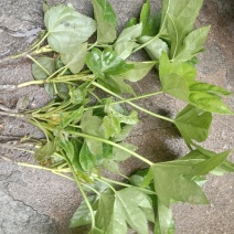 供应各种规格八角金盘，期待和您合作得愉快