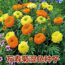 万寿菊种子混色四季种臭菊野菊花籽花海景观庭院工程绿化花草