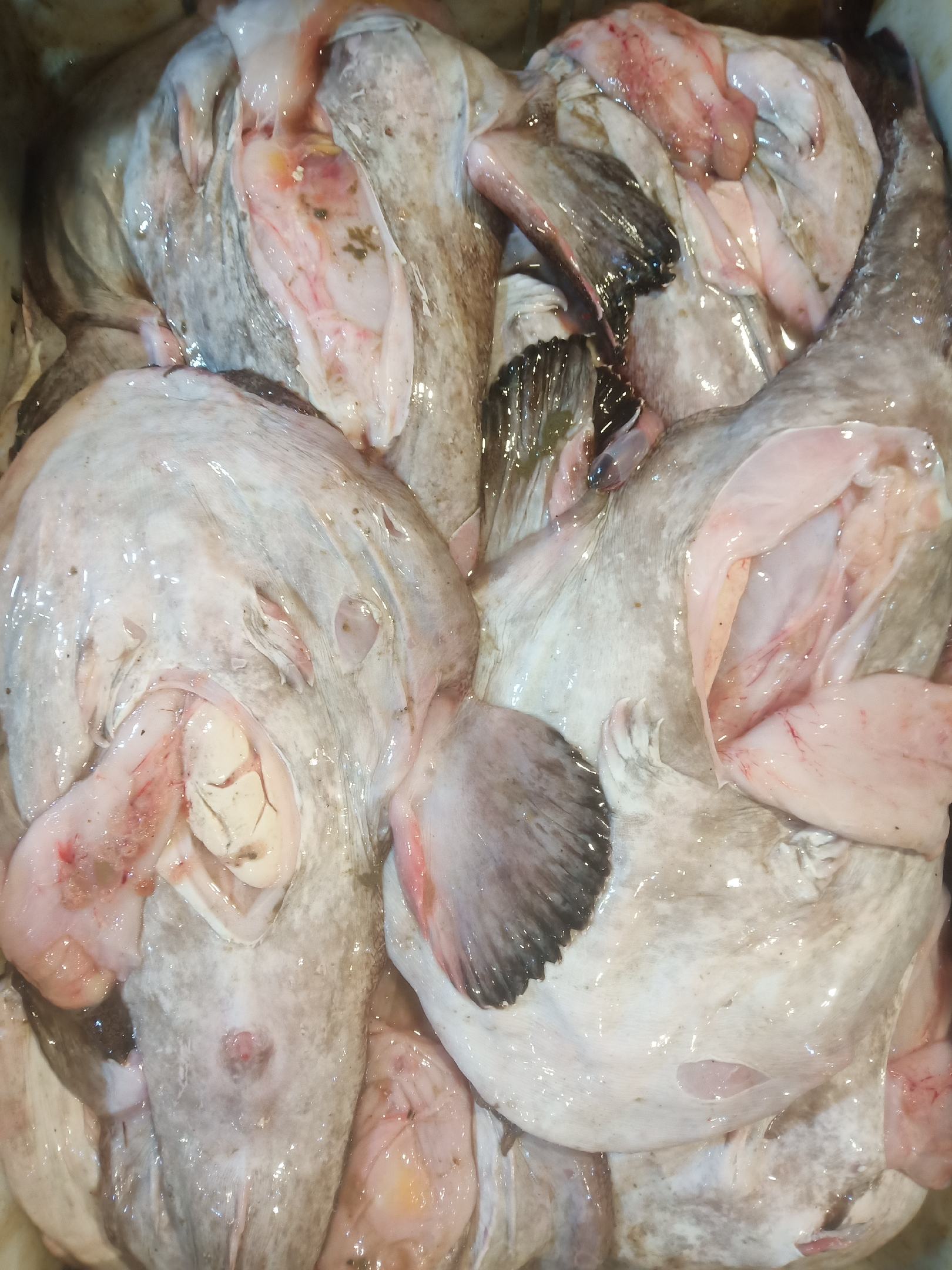 [安康鱼批发]去内脏安康鱼 新鲜安康鱼 冰冻发货 江