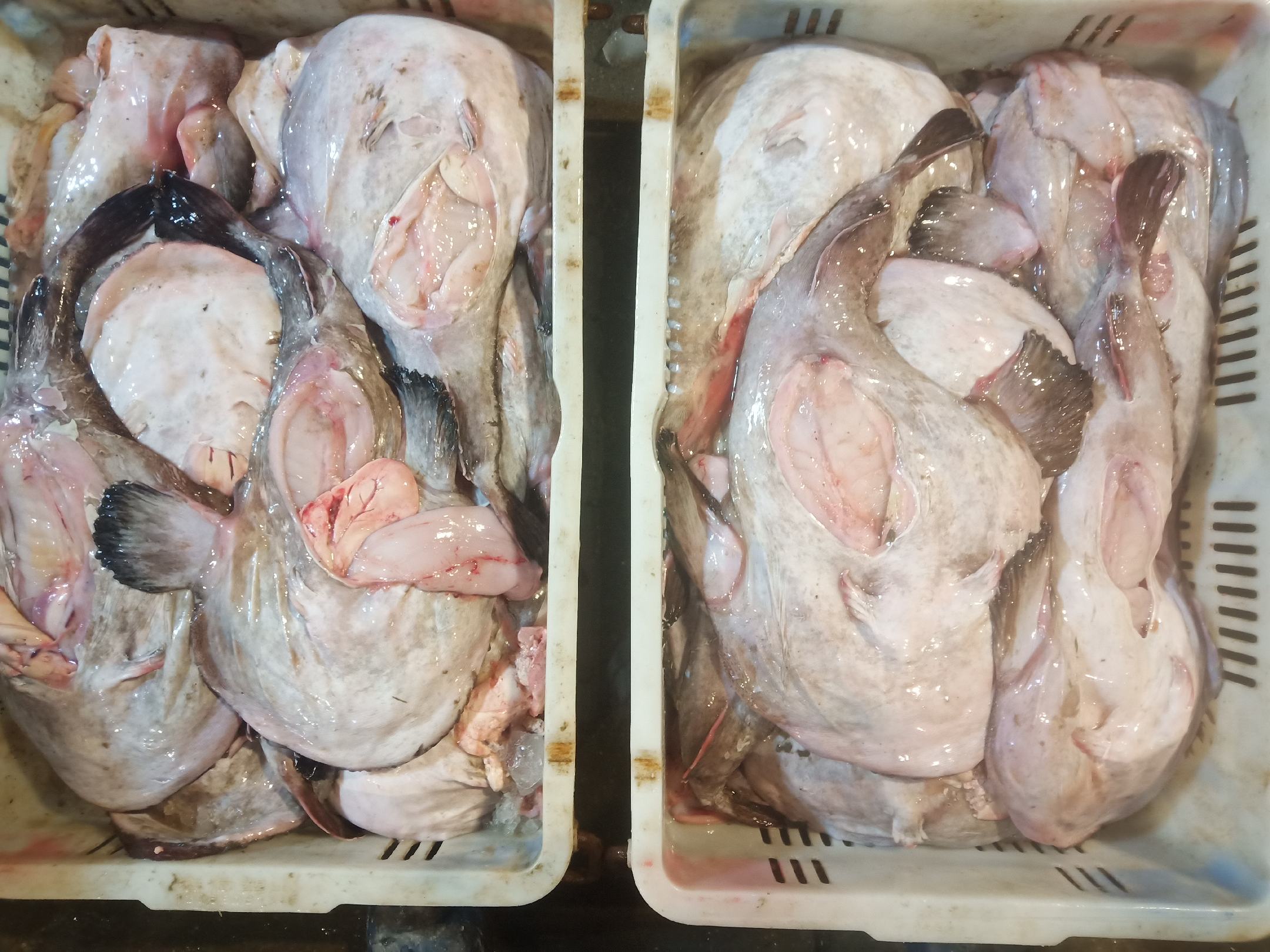 去内脏安康鱼 新鲜安康鱼 冰冻发货 江苏连云港海头直发