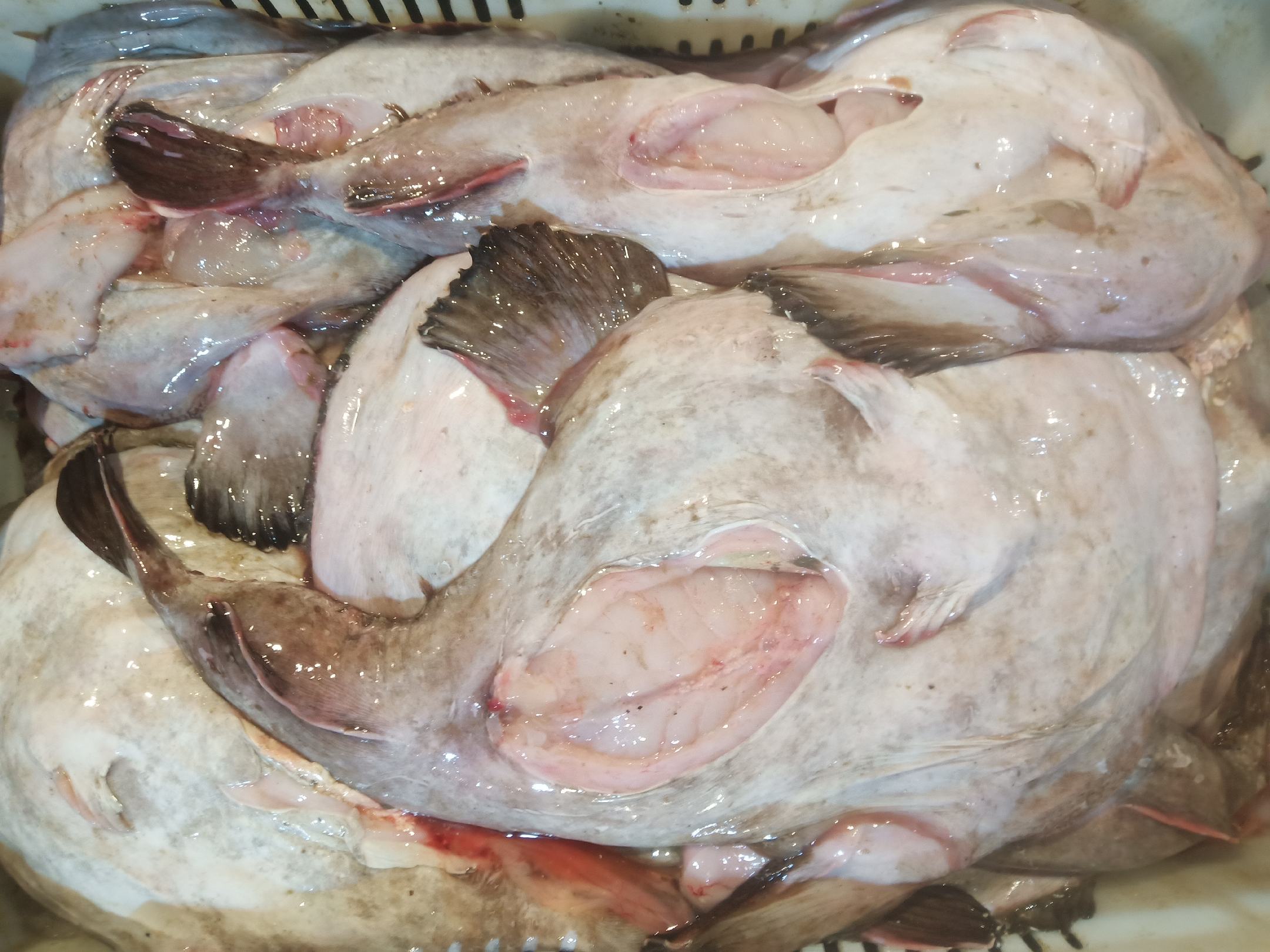 去内脏安康鱼 新鲜安康鱼 冰冻发货 江苏连云港海头直发