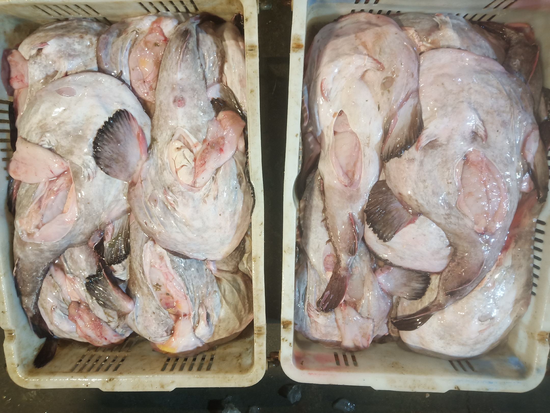 [安康鱼批发]去内脏安康鱼 新鲜安康鱼 冰冻发货 江