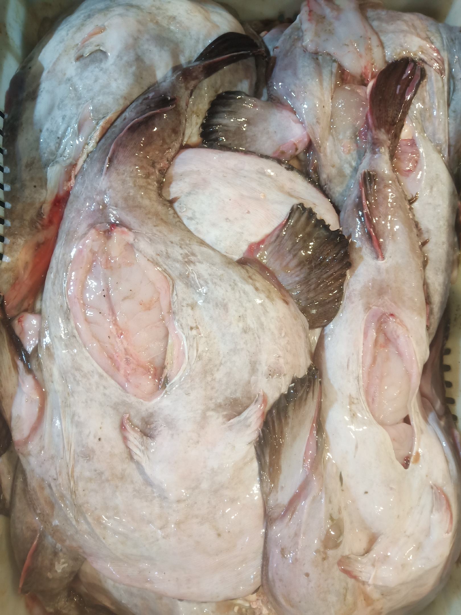 [安康鱼批发]去内脏安康鱼 新鲜安康鱼 冰冻发货 江