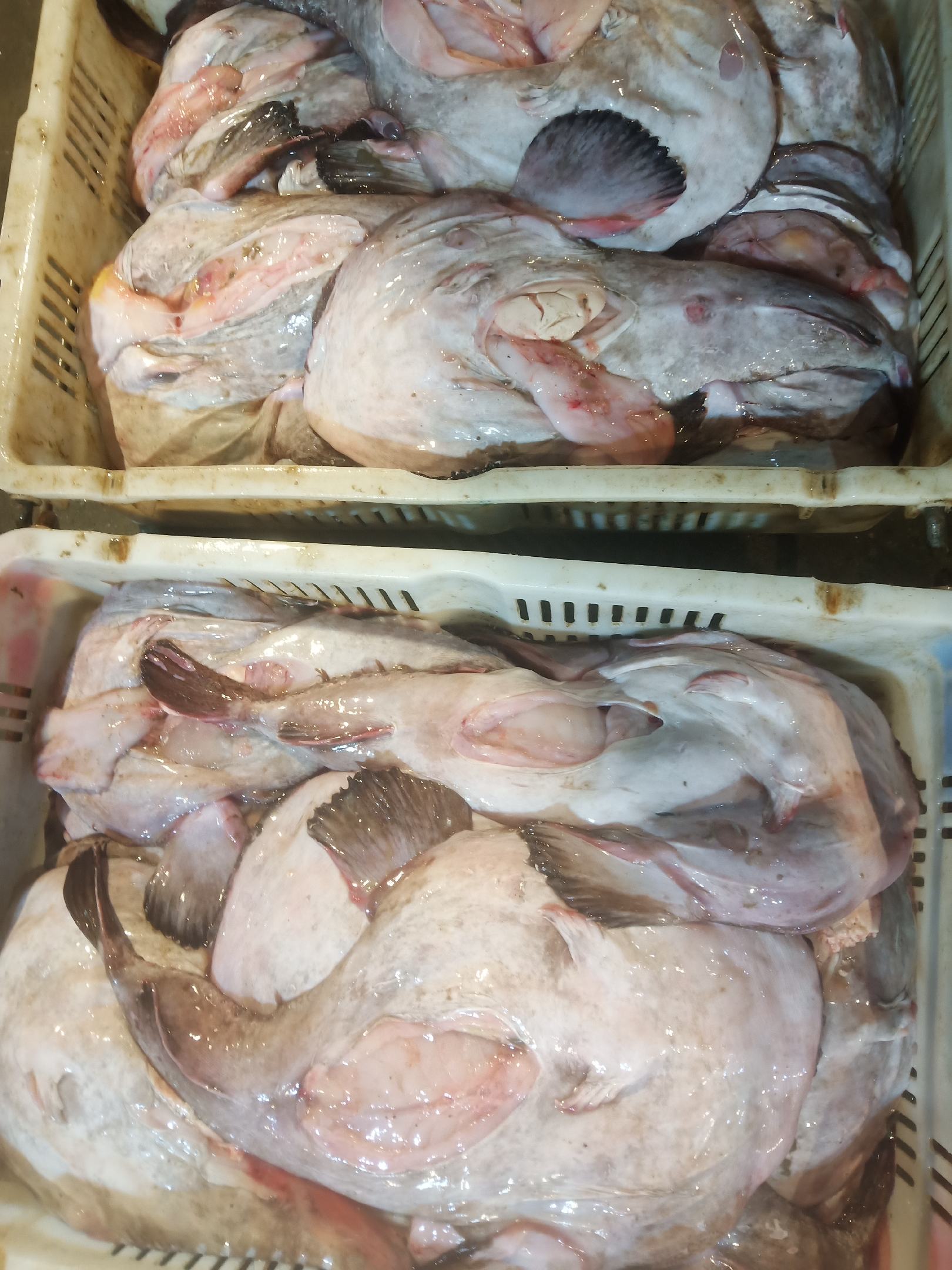 [安康鱼批发]去内脏安康鱼 新鲜安康鱼 冰冻发货 江