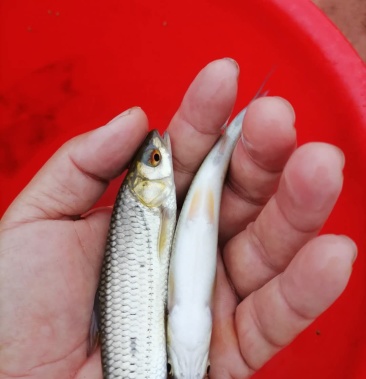 [批发]赤眼红鳟红眼晴鱼能越冬的鱼价格7.00元/斤 - 一亩田