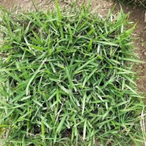 兰引三号，大叶油草，台湾草