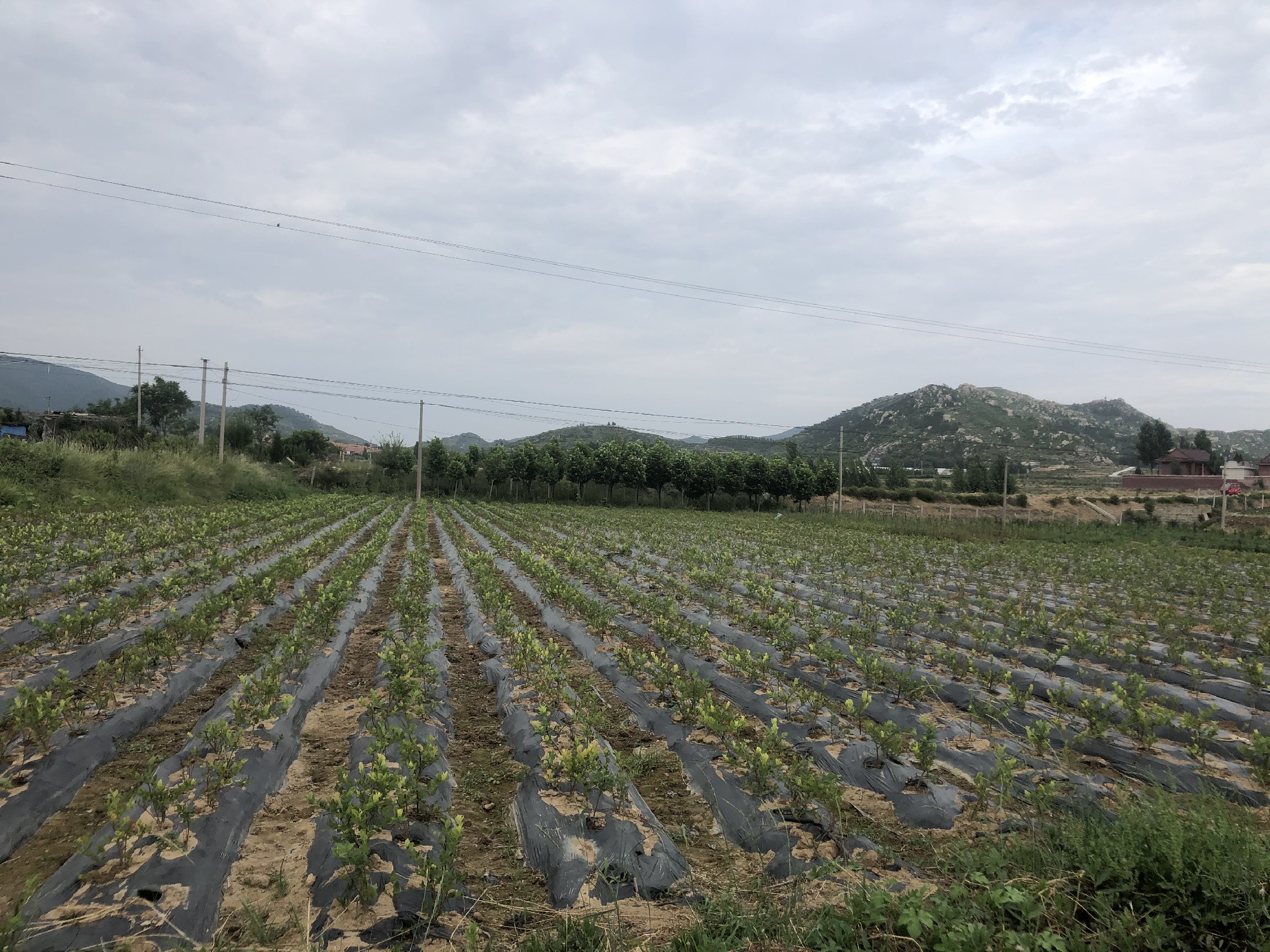 蓝莓种植园航拍图