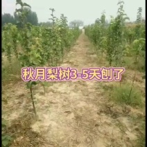山东聊城冠县占地果树，绿化树，水果苗木基地