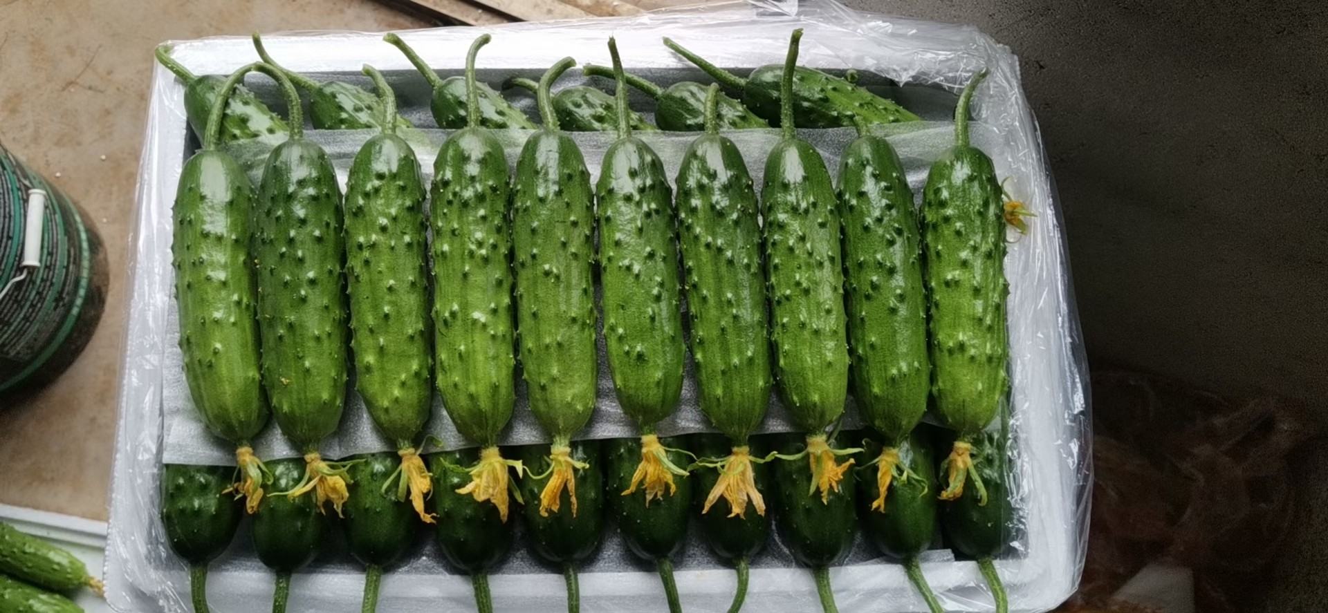 市场挑选旱黄瓜实景图