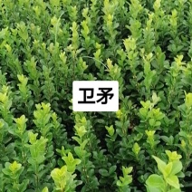 卫矛五十到六十高一手货源