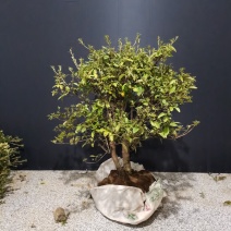 映山红，红花，双杆球星一颗，八年熟桩，冠幅非常漂亮喜欢的